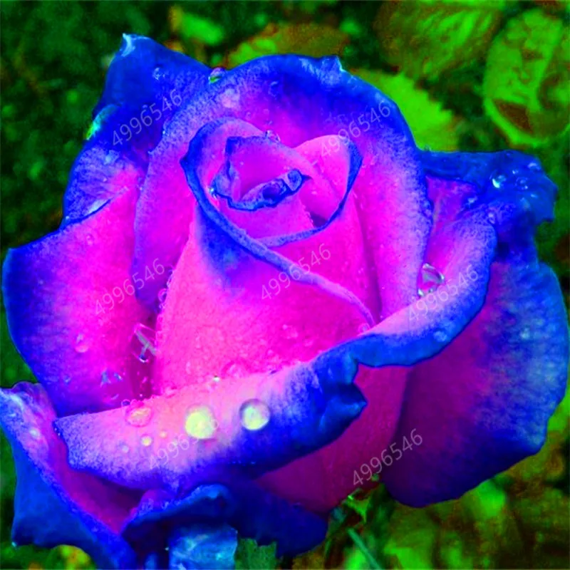 200 pcs Rare Holland Rainbow Rose Flower bonsai Home Garden Rare Flower plant rainbow Rose flores,rose flower seedlings