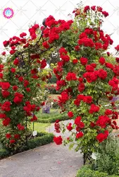 100 шт скалолазание Роза растение редкие красивые китайские двойные розы многолетний цветок растение открытого грунта для украшения сада