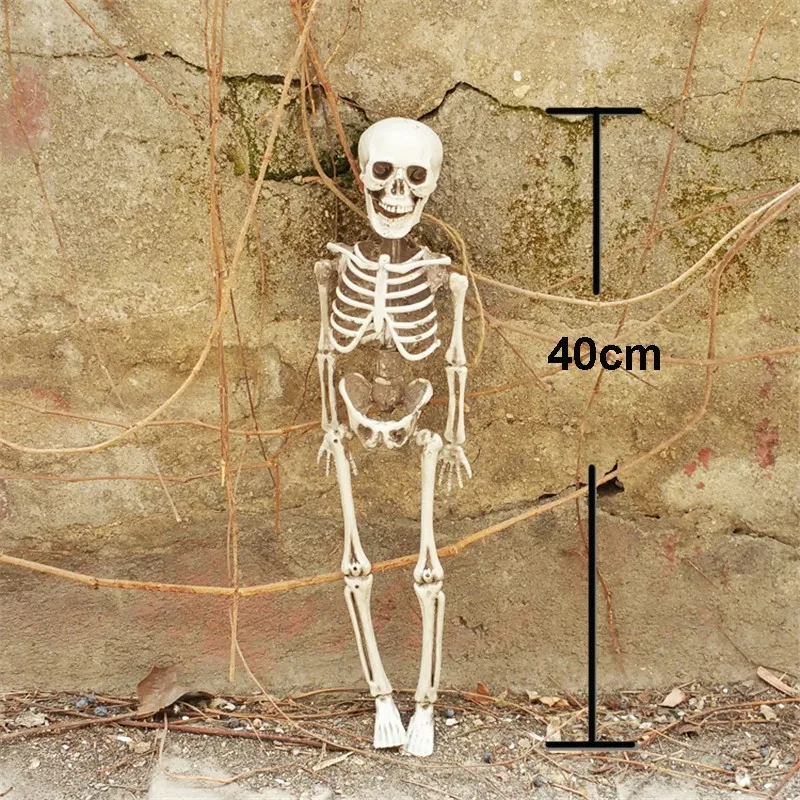 40cm 16inches small skeleton
