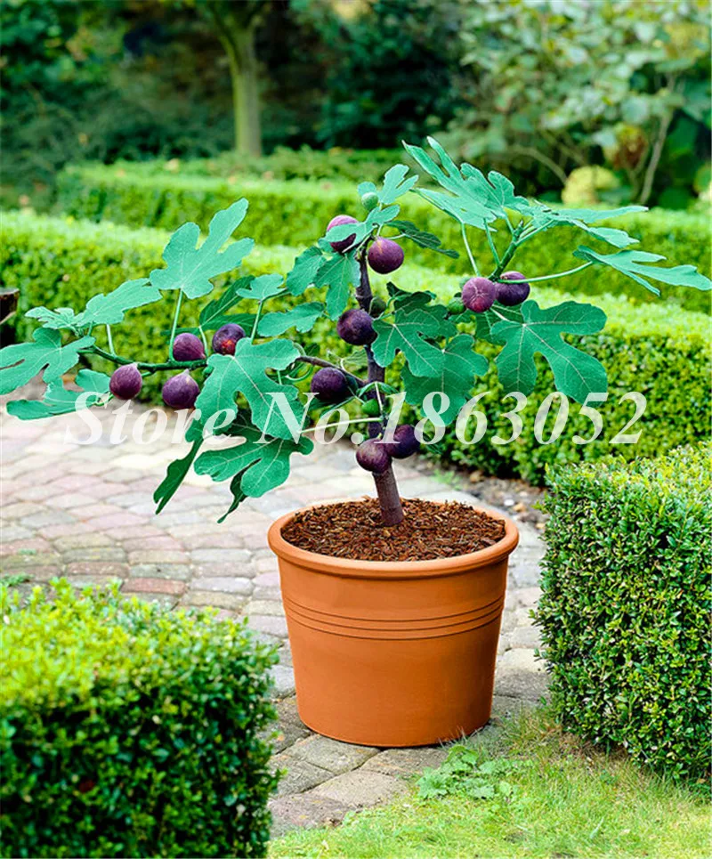 Red Fig Seeds Fragrant King Figs Tree Seed Bonsai Balcony Edible Fruit