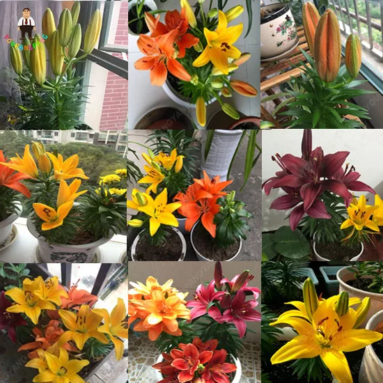 

100pcs/bag True Amaryllis Flower Plant Beautiful Bonsai For Home&garden Barbados Lily Flower Pot