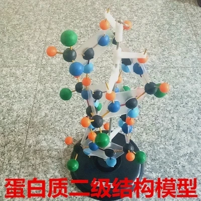 

Biological teaching protein secondary structure model free shipping