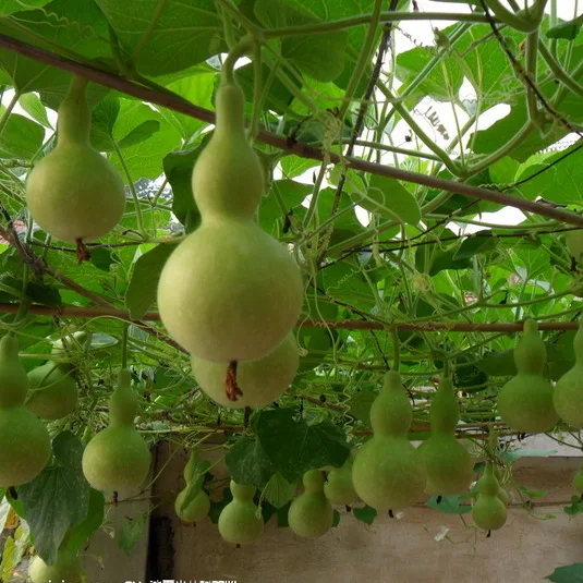 

Gold -inch small gourd bonsais 5pcs healthy vegetable bonsais
