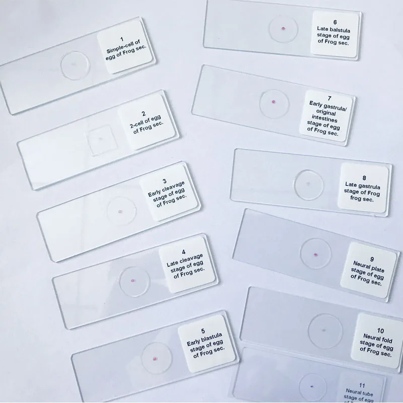 25pcs Educational Biological Teaching Slides Frog Embryo Development Embryology Prepared Slides