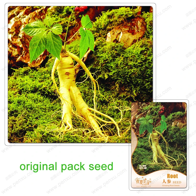 Online Buy Wholesale ginseng root from China ginseng root Wholesalers