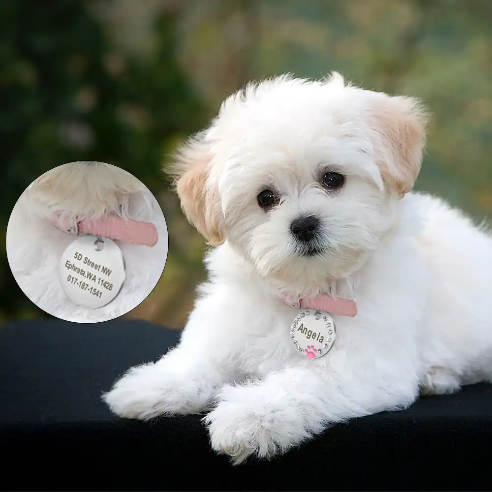 dog tag for small puppy