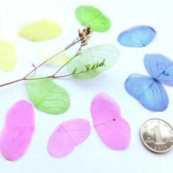 

100pcs 2-7cm Dried Natural Butterfly Shape Leaf Leaves Skeleton For Wedding Party Home Mural Bookmark Jewelry Craft DIY