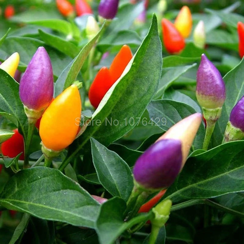 100 шт./пакет декоративные семена перца съедобные смешивания capsicum Овощной овощных