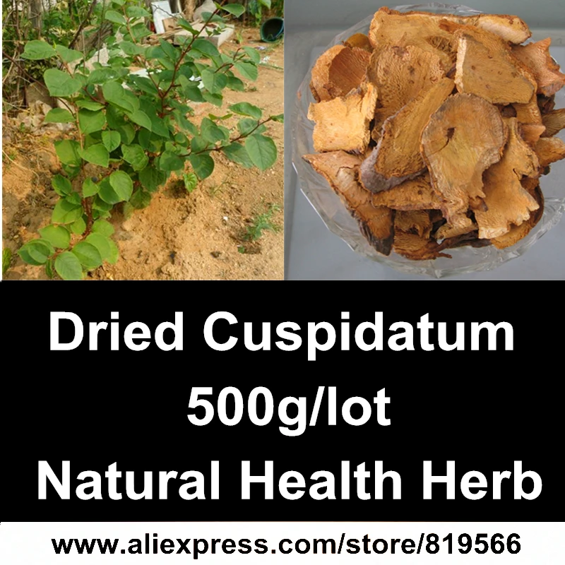 

Dried Polygonum Cuspidatum Roots Natural Herbal Tea Resveratrol Content Anti-aging Antioxidant Health Herbs