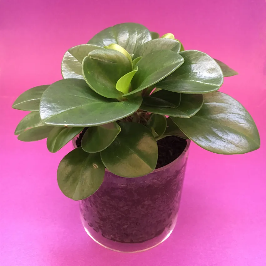 New Acrylic Flower Pots Cylindrical Plexiglass Clear Planter Nursery