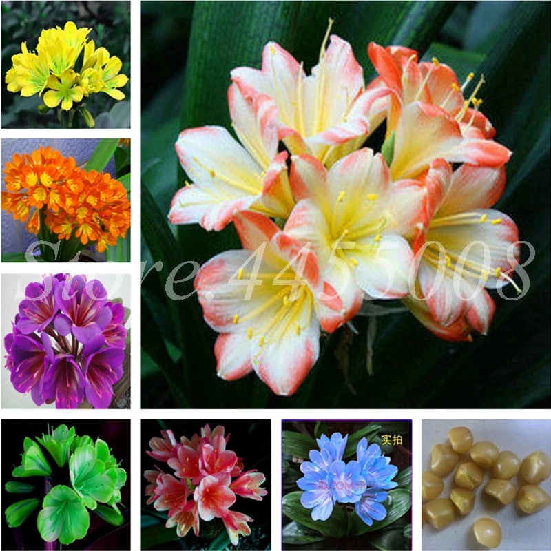 

Hot Sale Clivia Miniata Bonsai Gorgeous Potted Rare Bush lily Flower Plant DIY Home Garden With High Ornamental Value 100 Pcs