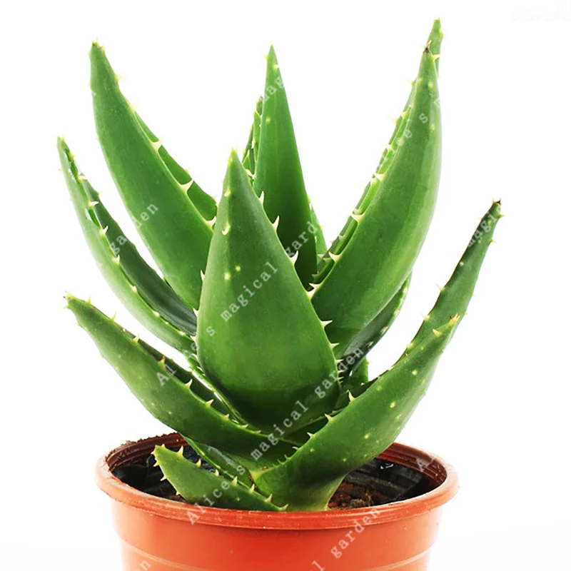 

100Pcs/Bag High Quality China Aloe Vera Succulent Plant Rare Herbs Tree Mini Flower Bonsai Plants For Home Garden