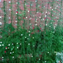 1,8*1,8 м сетка для садового забора нейлоновая сетка для восхождения растений садовая сетка ограда из растений защита от птиц сетка для защиты от птиц