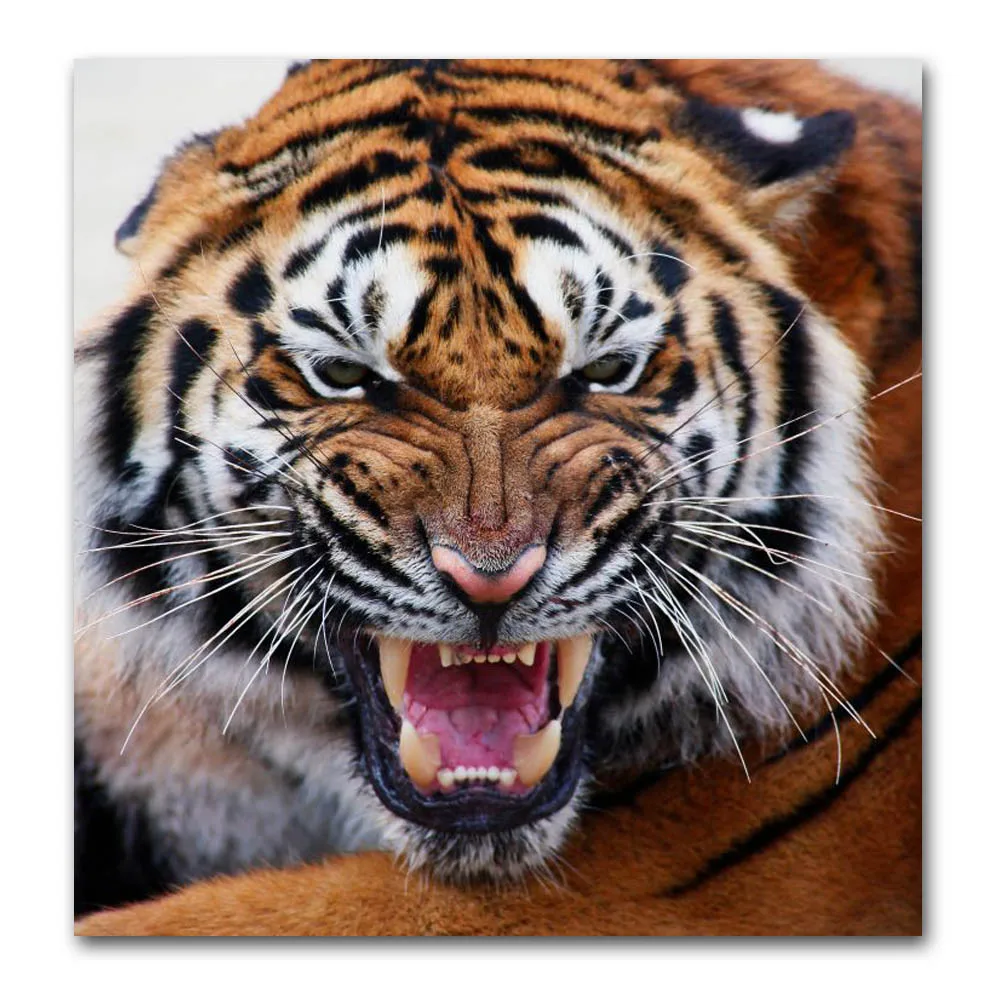 Download 460 Koleksi Gambar Harimau Hd Paling Baru 