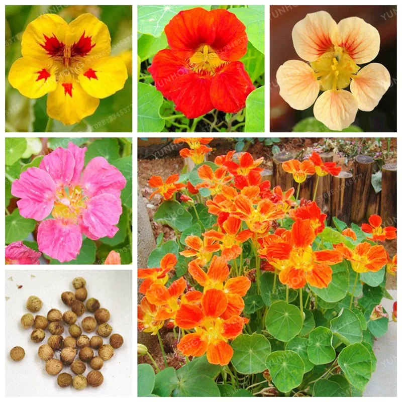 

10 Pcs Beautiful Nasturtium Bonsai Rare Ornamental Bonsai New Garden Plant Outdoor Tropaeolum Majus Flower Bonsai Easy Planting