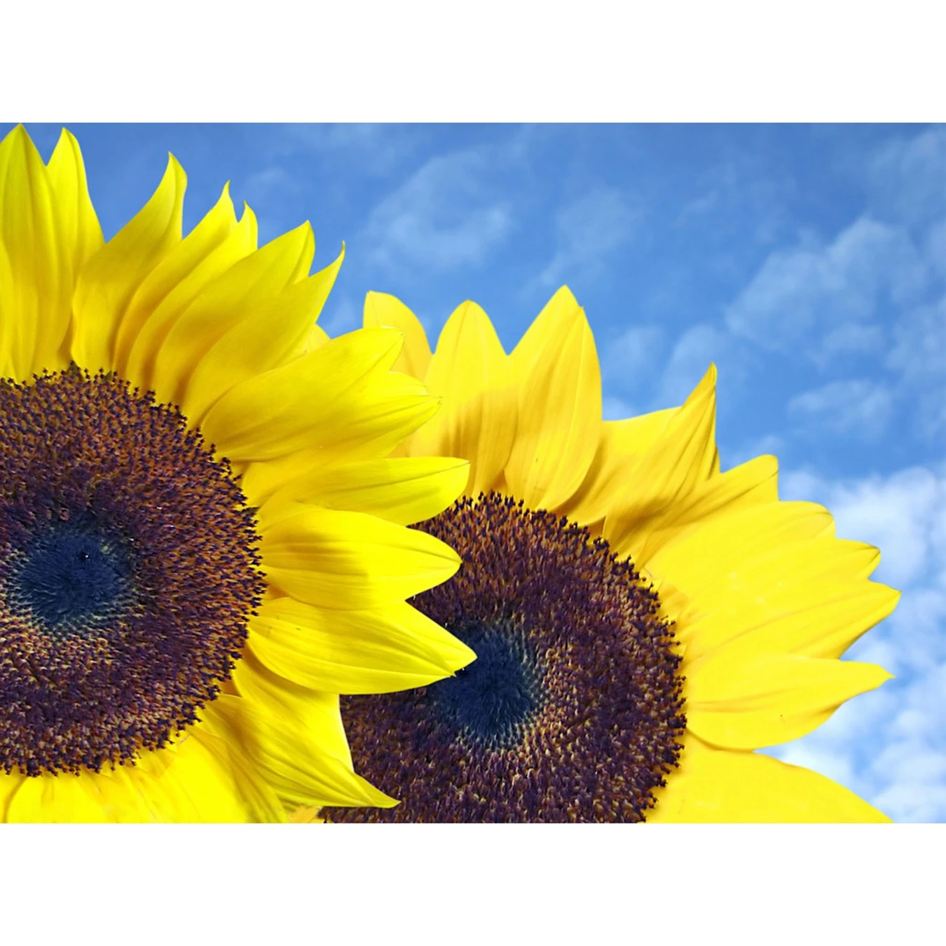 Diamond Painting,Sunflower,5D,Diamond Embroidery,Flower,Cross Stitch