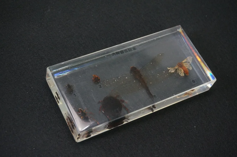 

6 Kinds Of Beneficial Insects Specimens In Clear Lucite Educational Equipment