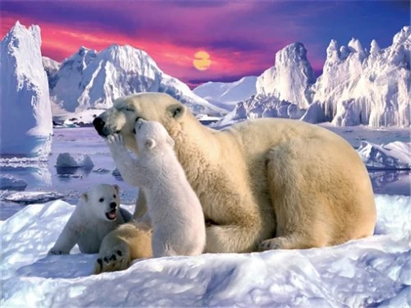 Полный площадь Алмазная мозаика вышивка рукоделие животного Polar Bear DIY картина