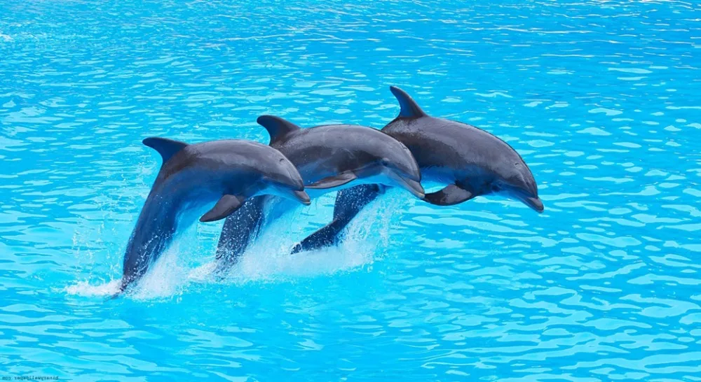 O-Dolphin-05(110x60cm)