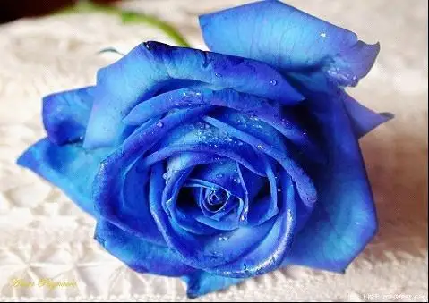 Aliexpress Aliexpress