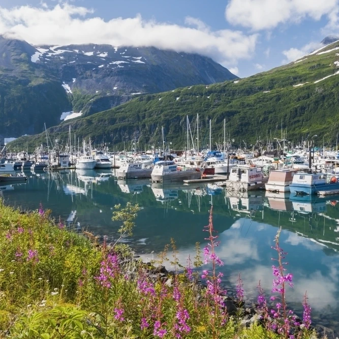 Summer view of Whittier boat harbor with Fireweed and wildflowers in the foreground Prince William Sound Passage Canal 1