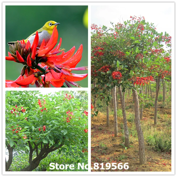 Real chinese Erythrina variegata tree seeds indoor Bonsai Ci Tong