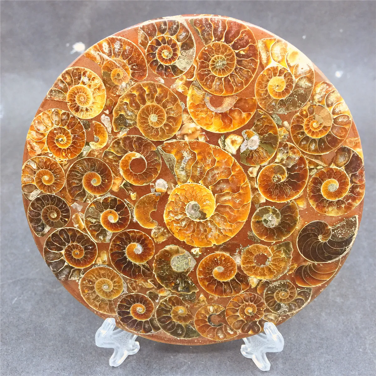 1 шт. натуральный snail shell fossil Jurassic fossil disc полуоткрытый nautilus Мадагаскар аммонит окаменелость+ оболочка кронштейн