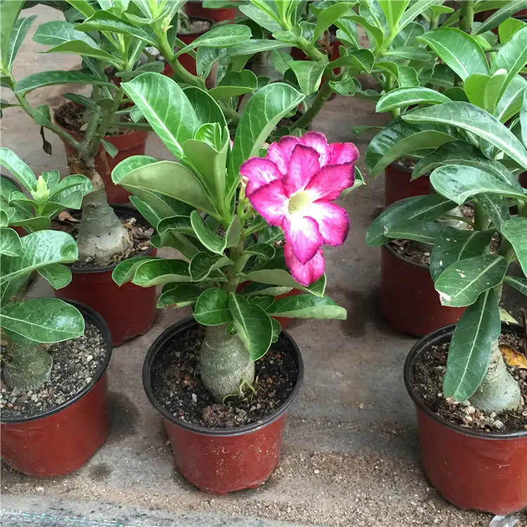 

100% Fresh Real Adenium Obesum semillas - Bonsai Desert Rose Flower Plant Sementes S18-18
