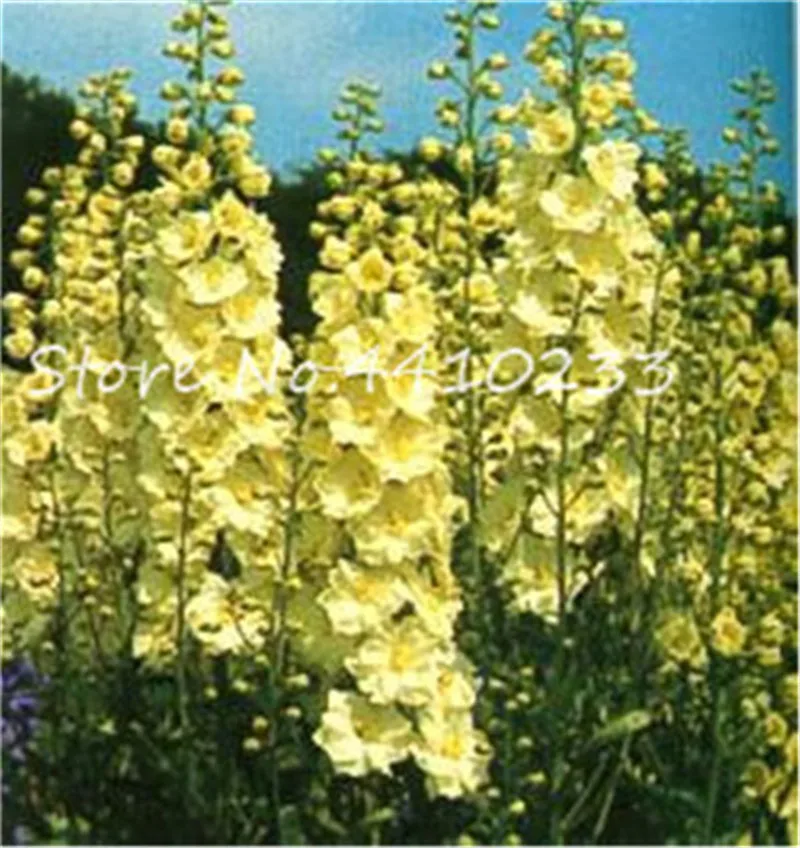Free Shipping 100 Pcs Colourful Delphinium Bonsai Japan Beautiful Giant Room Family Garden Organic Flowers Hardy plants Free Shipping 100 Pcs Colourful Delphinium Bonsai Japan Beautiful Giant Room Family Garden Organic Flowers Hardy plants