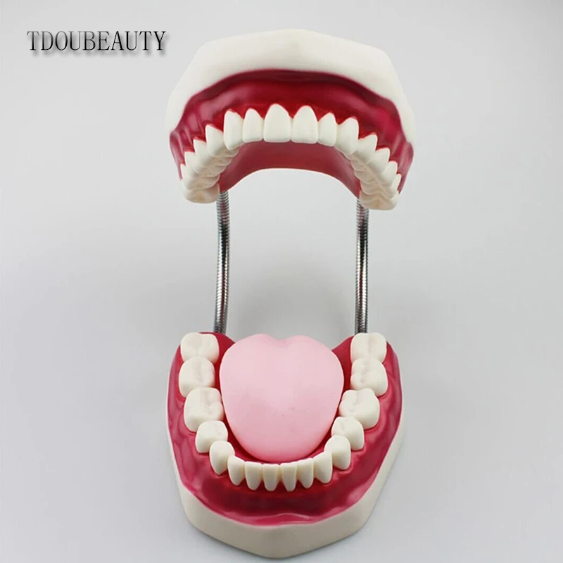 Modelo de Ensino Dental a Apresentação de Alta Tdoubeauty Seis Vezes Ampliação Boca Cheia Modelo Dente Qualidade Frete Grátis 10 Clareamento dos dentes