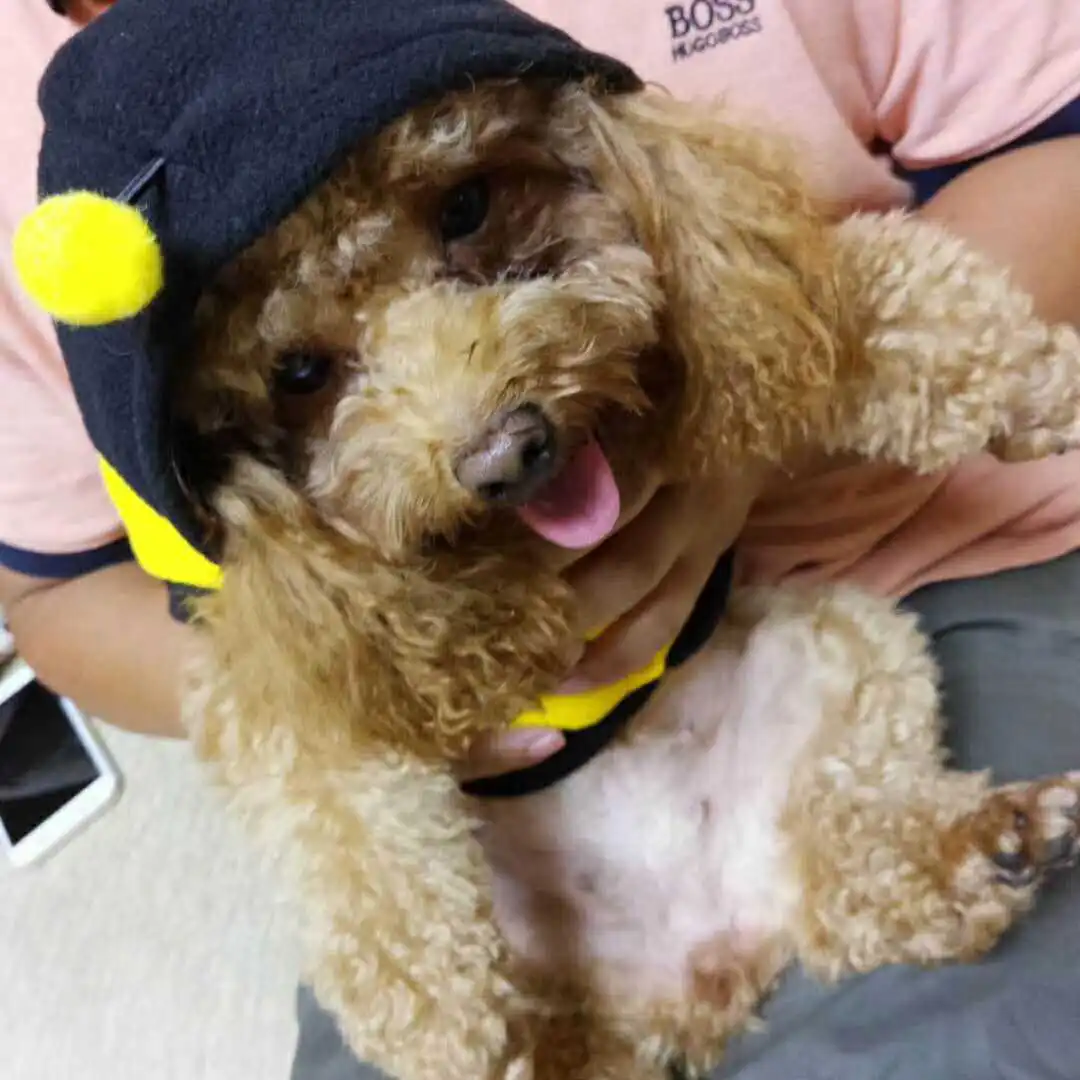 Funny cute bee design fleece warm pet clothes winter dog jacket