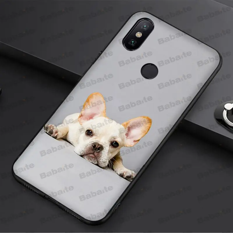 french bulldog dog
