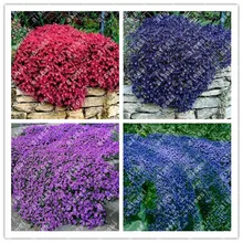 100Pcs/ Creeping Thyme bonsai, Rare Color ROCK CRESS plants - Perennial Ground Cover Flower Natural Growth For Home Garden