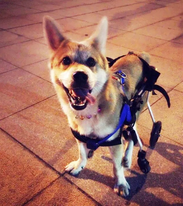 New pet wheelchair / dog hind rehabilitation wheelchair / paralyzed dog