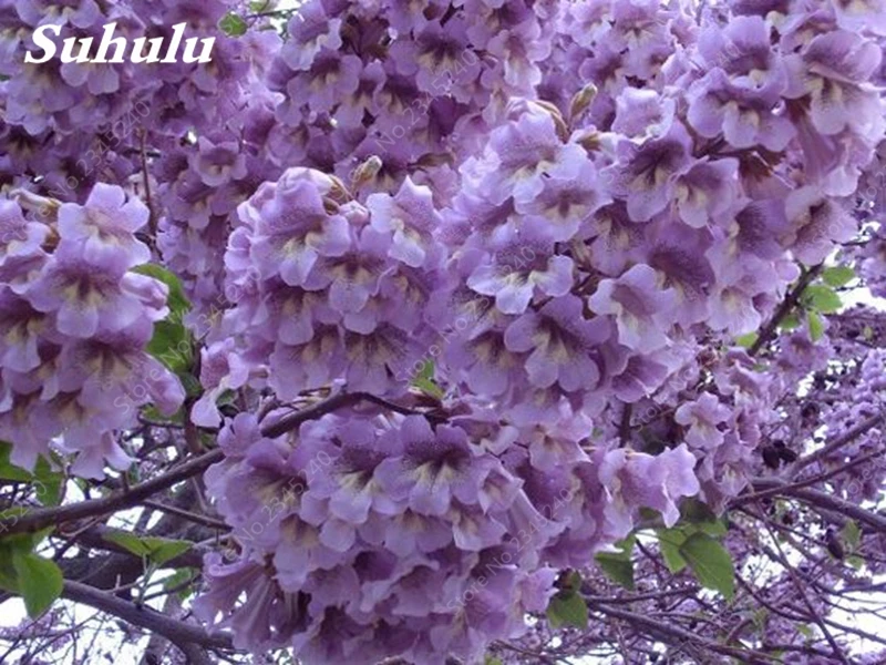 Павлония войлочная дерево. Павлония 9501 гибрид. Павлония адамово дерево. Павлония цветы. Павлония адамово дерево.