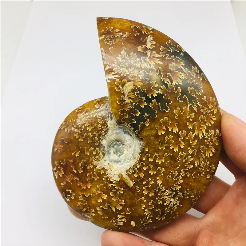 

200g madagascar fossils iridescent ammonite natural stones and minerals specimen