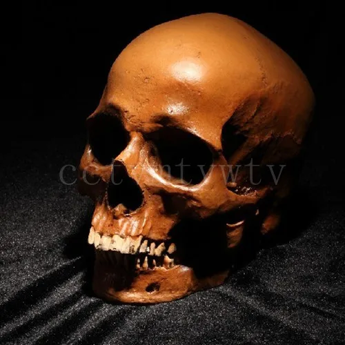 *2015 Human Skull Replica Resin Model Medical Real...