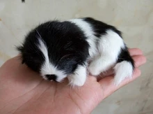 10x7cm black white prone dog hard model polyethylene real furs handicraft Figurines Miniatures home decoration toy