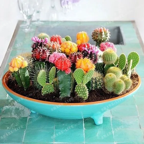Multifarious Ornamental Plants 100 Mixed Cactus Bonsai Attractive Impressive 100%NATURAL Home & Garden Bonsai Plants Multifarious Ornamental Plants 100 Mixed Cactus Bonsai Attractive Impressive 100%NATURAL Home & Garden Bonsai Plants