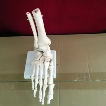 

Foot joint skeleton model human skeleton model sole skeleton model