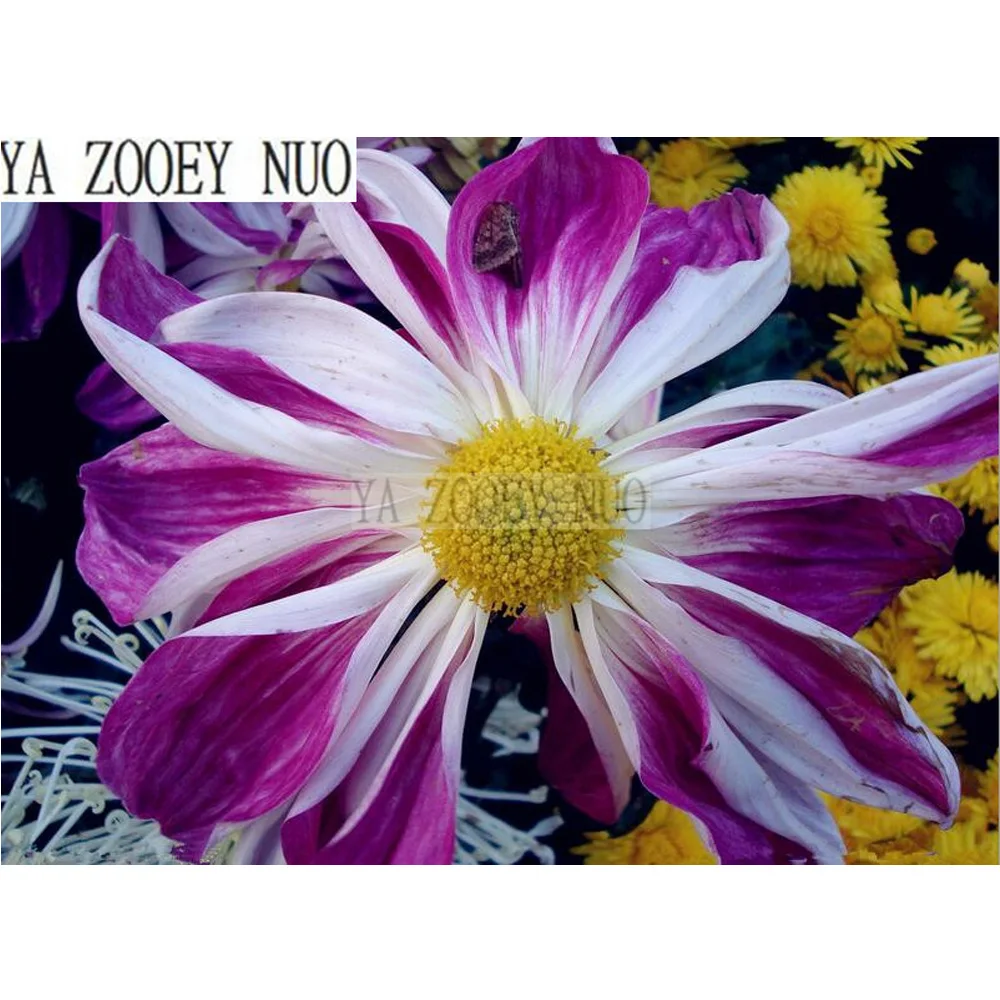 

YA ZOOEY NUO 5D Diamond Embroidery DIY Diamond Painting Cross Stitch Mosaic Resin Craft Home Decor Chrysanthemum flowers KL547