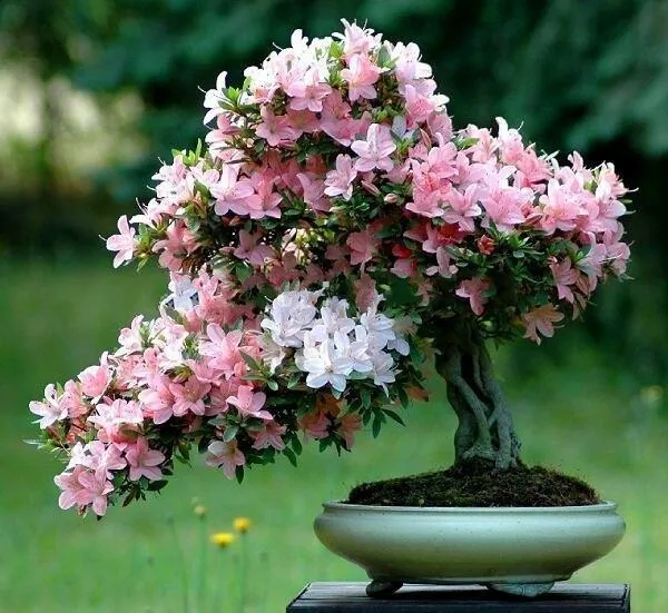 Japanese Sakura Cherry Blossom Seeds 10pcs Pure Bonsai