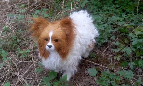 Моделирование Papillon собака модель большой 29x25 см реалистичные игрушки собаки