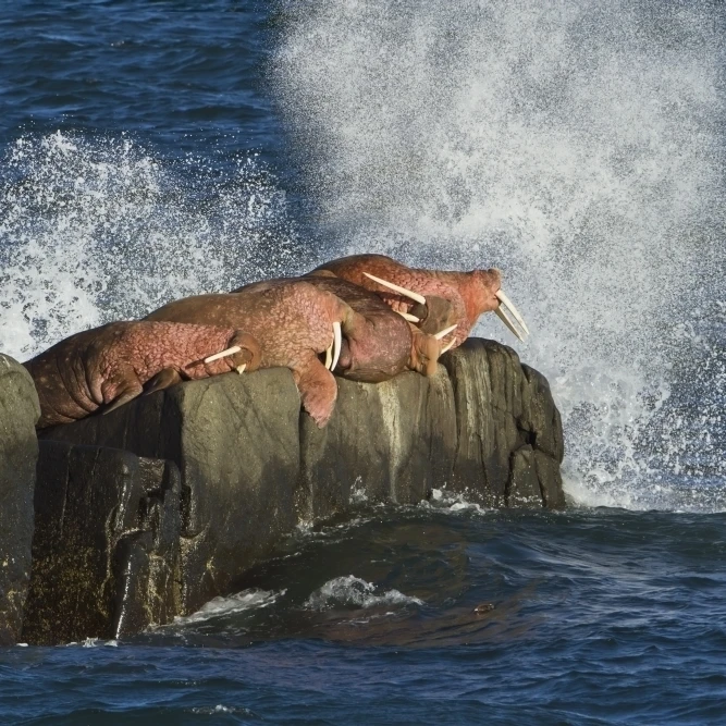 Pacific walrus males hauled out on Flat Rock waves crashing against rock behind walruses Walrus Islands State Game San 3