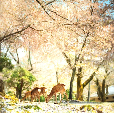 Unduh 480 Background Rusa Keren HD Paling Keren