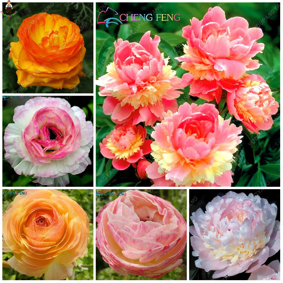 

Gig sale!10pcs/pack bonsai Rare perennial Peony Flower Tree flores multiple color bonsai plants for home&garden free shipping