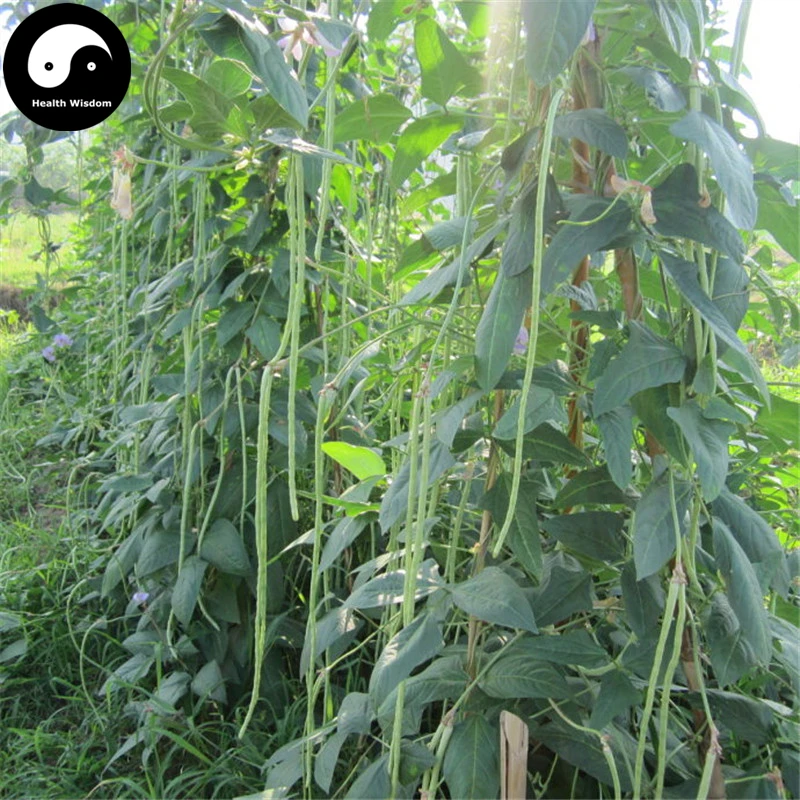 

Buy Green Long Beans Vegetable Semente 100pcs Plant Cowpea Vigna Unguiculata
