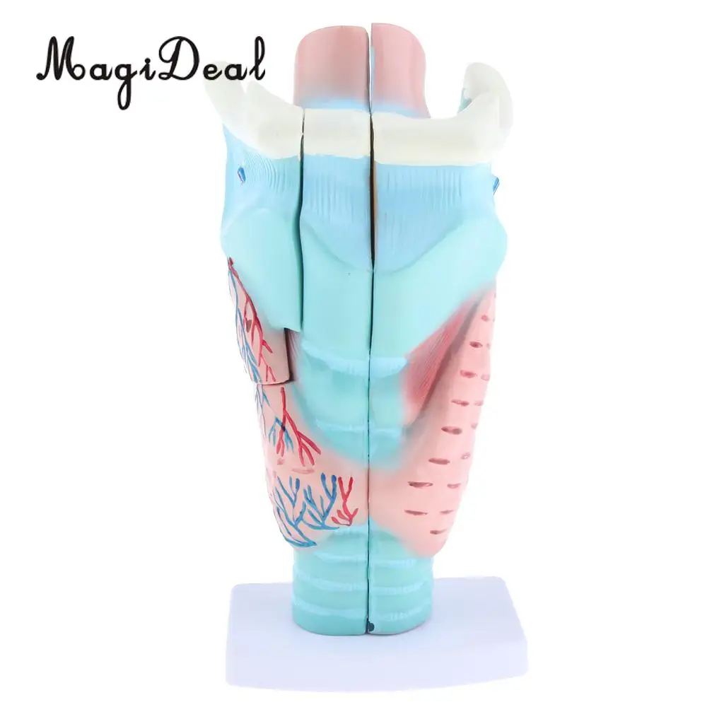 3x Magnified Human Larynx Anatomical Model Medical Anatomy Throat Model Lab Display, 3 Parts, Detachable