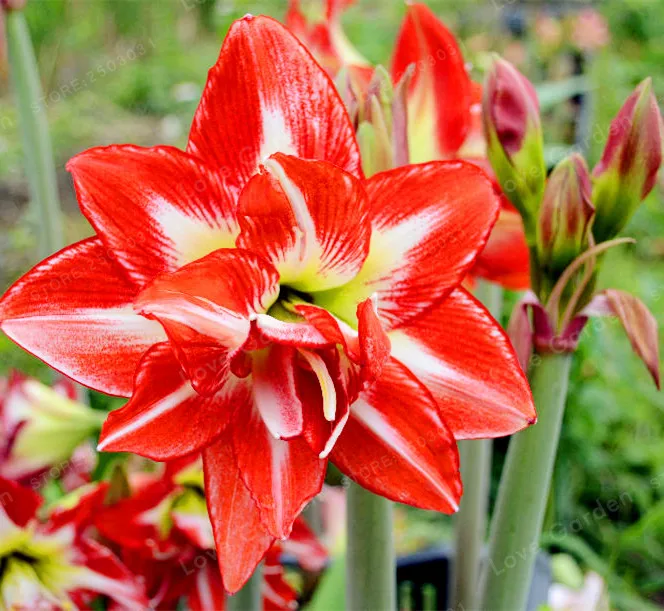 2 Bulbs Amaryllis Bulbs True Red Hippeastrum Bulbs Flowers(Not Bonsai),Barbados Lily Potted Home Garden Balcony Plant Bulbous 2 Bulbs Amaryllis Bulbs True Red Hippeastrum Bulbs Flowers(Not Bonsai),Barbados Lily Potted Home Garden Balcony Plant Bulbous