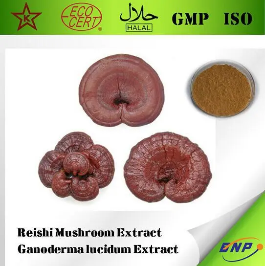 

500gram Highest Pure Ganoderma lucidum Extract 30% Polysaccharide improves resistance against diseases